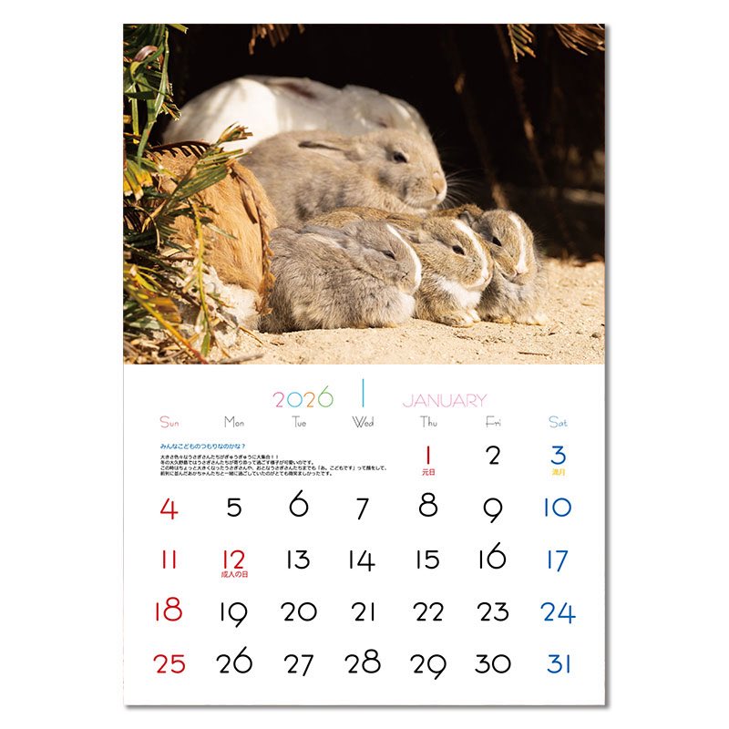 utajima's tweet image. お待たせしました!
2026年大久野島うさぎカレンダー販売開始しました😊
今年も早期購入特典として、8月末までのご注文で大きなポストカード(A5サイズ)をお付けします。
4枚目のお写真が、早期購入特典の大きなポストカードです。
壁に貼ったりして飾っていただけると嬉しいです。…