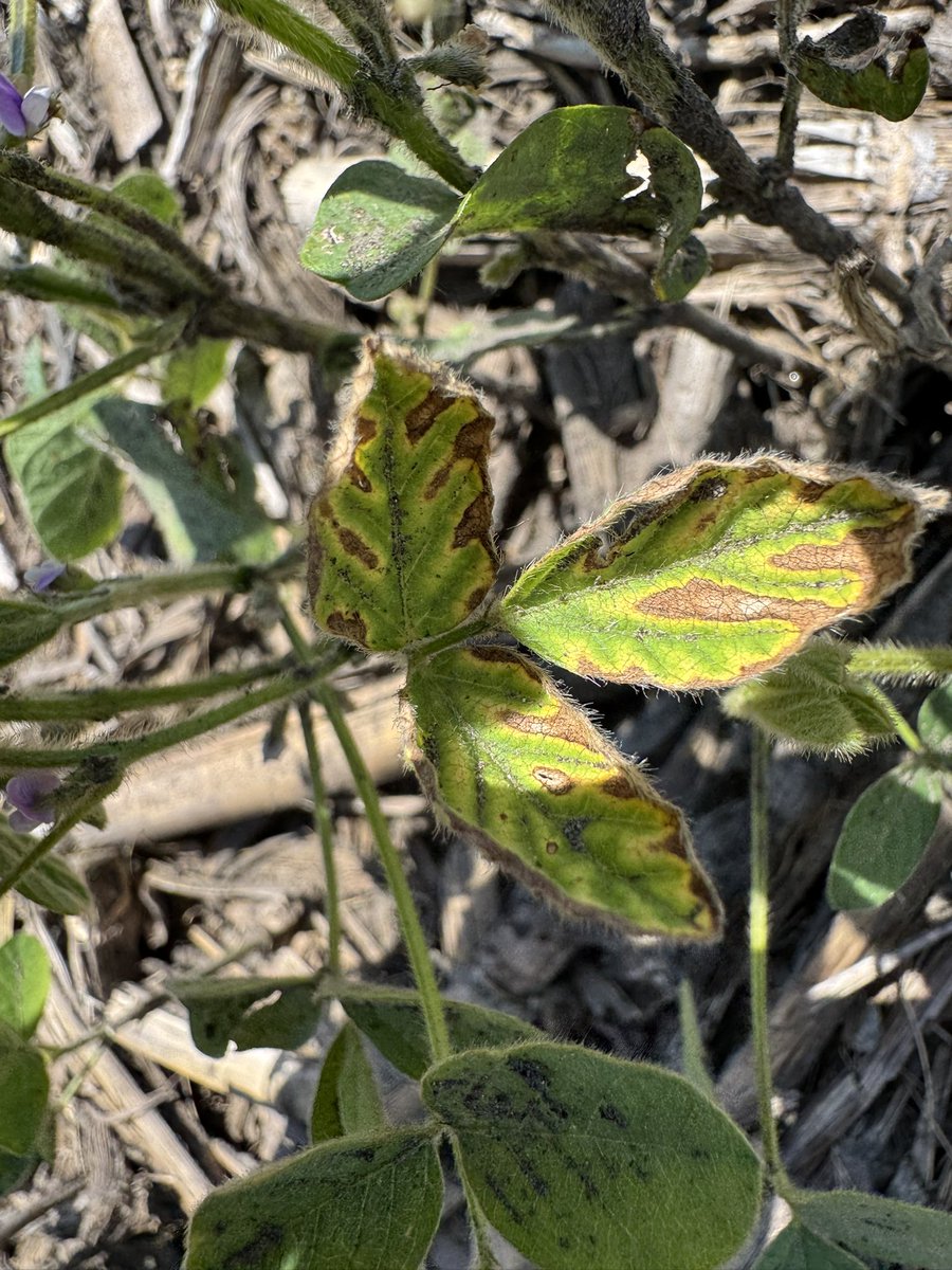 BisonBeanDoc's tweet image. Very surprising to see this early, but SDS symptoms have appeared in southeast ND. Soybeans were just getting to R2 in this particular field.