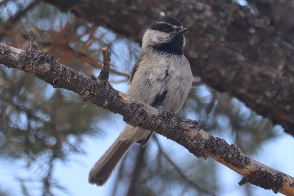 YBirder's tweet photo. Here I photographed a very friendly Mountain Chickadee and another Pygmy Nuthatch. Both were photographed at the Grand Canyon. #birds #birding #GrandCanyon #wildlifephotography https://t.co/Krkd4UoqWQ