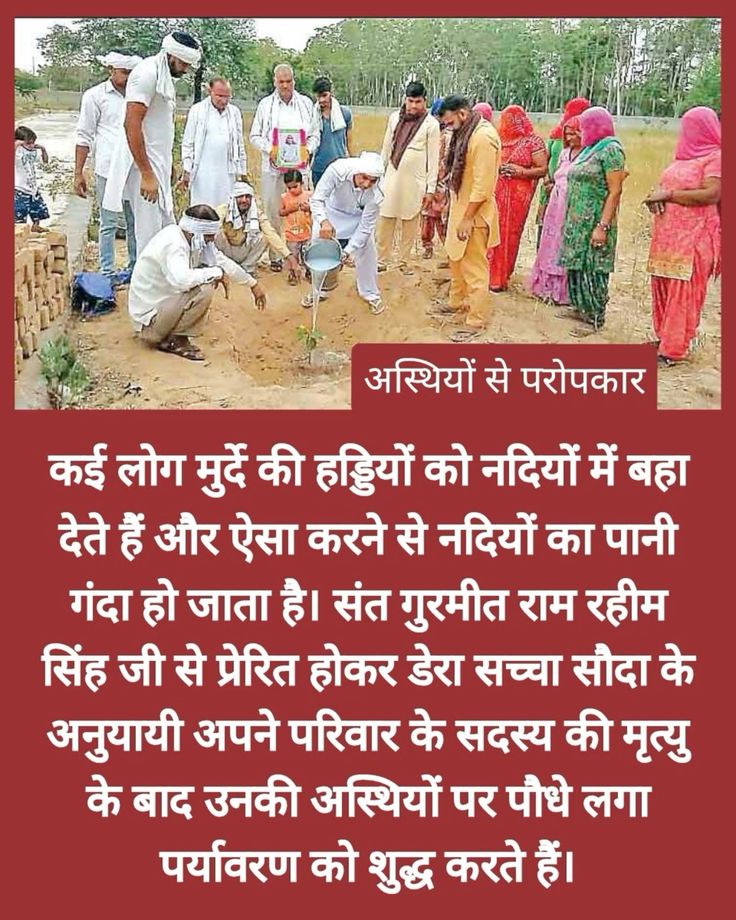 Aror15482Arora's tweet photo. A unique initiative in which, inspired by Saint  MSG, instead of immersing the ashes in Ganga etc., trees are planted on them. This initiative, which was started many years ago, is being adopted today not only in India but also abroad.
#अस्थियों_से_परोपकार https://t.co/SdjH2t3Vhh