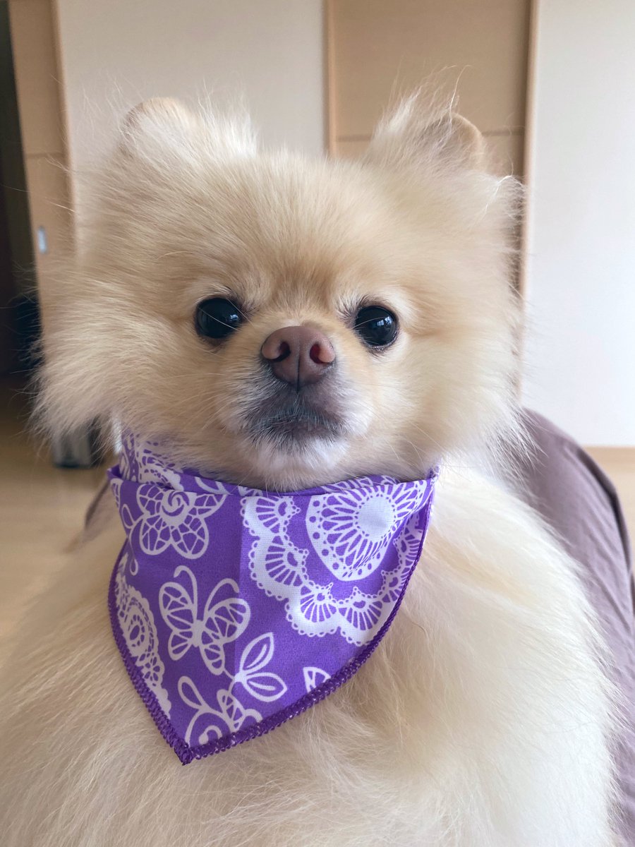 ポメラニアンぽぽ (@zob4v) / Posts / X