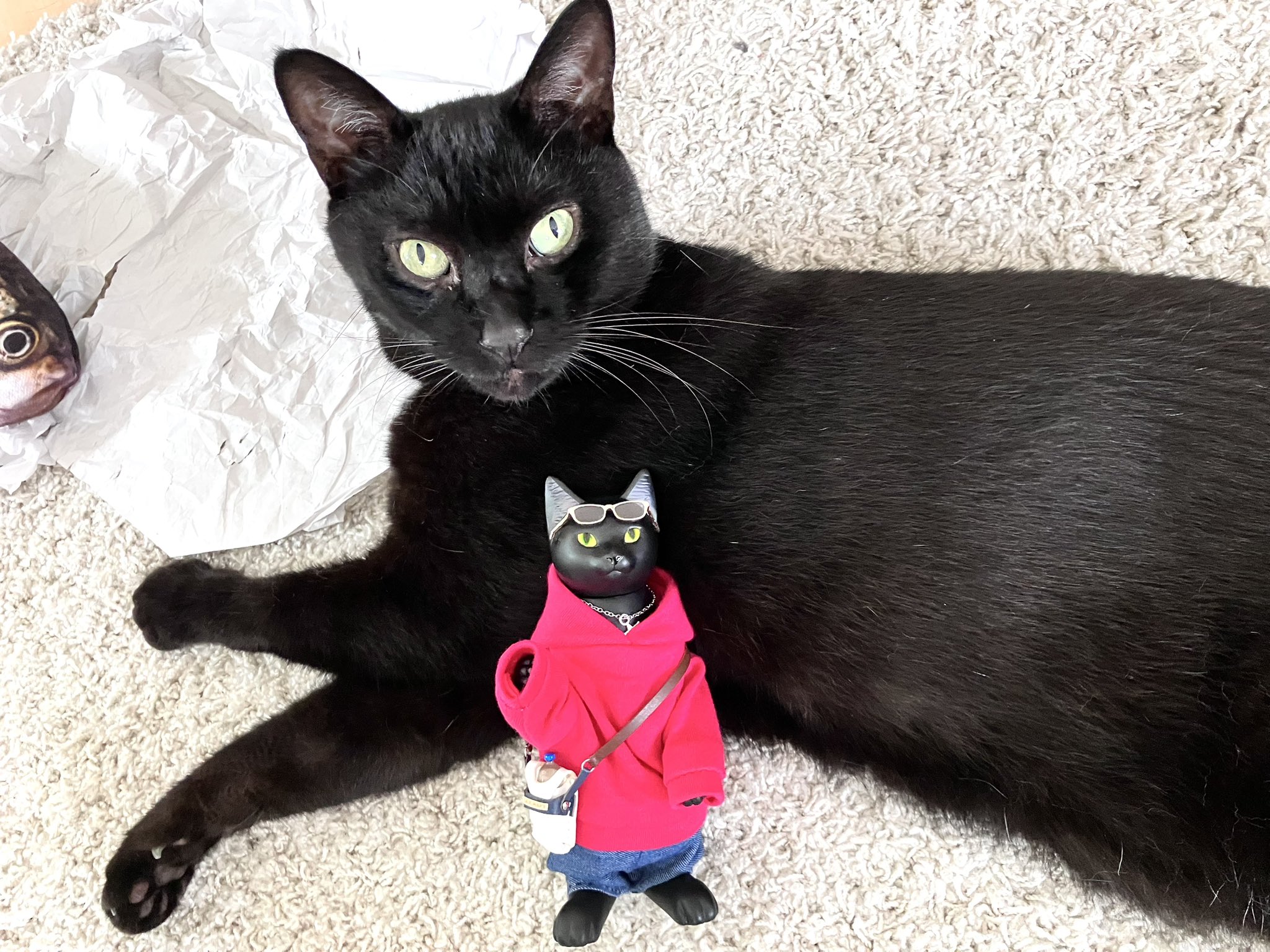 ウォシュレット！！！　黒猫 しおやてるこ on X: 
