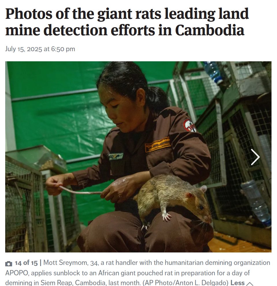 JeremyWard33's tweet image. Imagine having to live with 760 sq miles of uncleared land mines. These rats are freakin heroes y'all