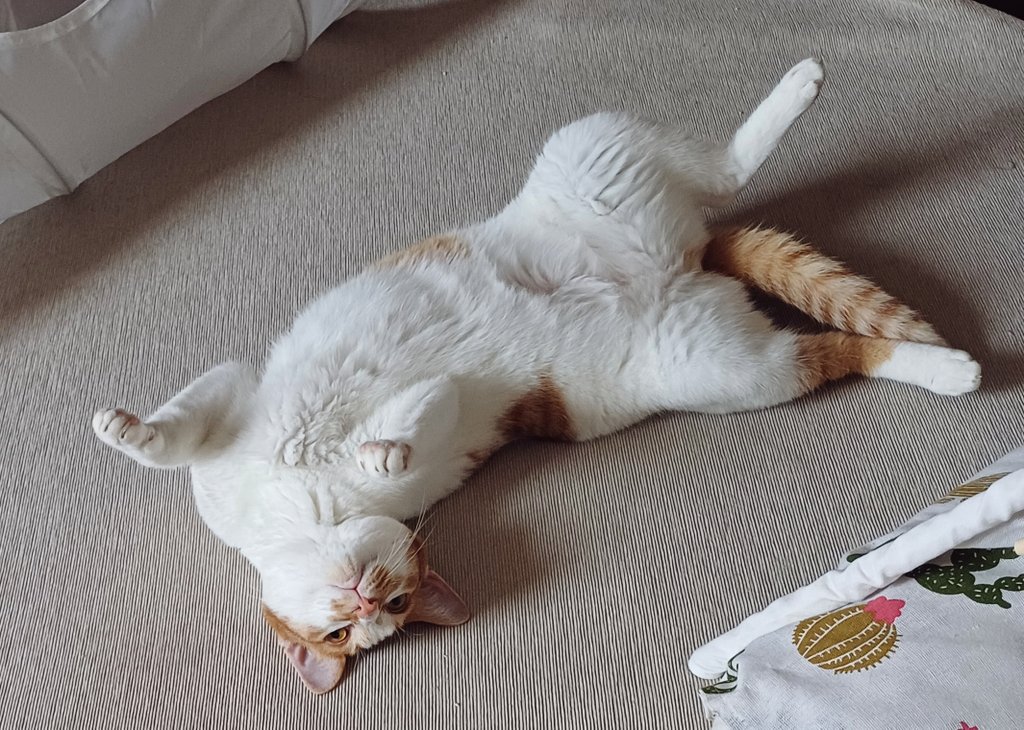 청소하는 동안 펑소기에 쫄아 숨어있던 고양이
다 끝나니까 이제 지 세상이라고 무서울 거 없다고 신남