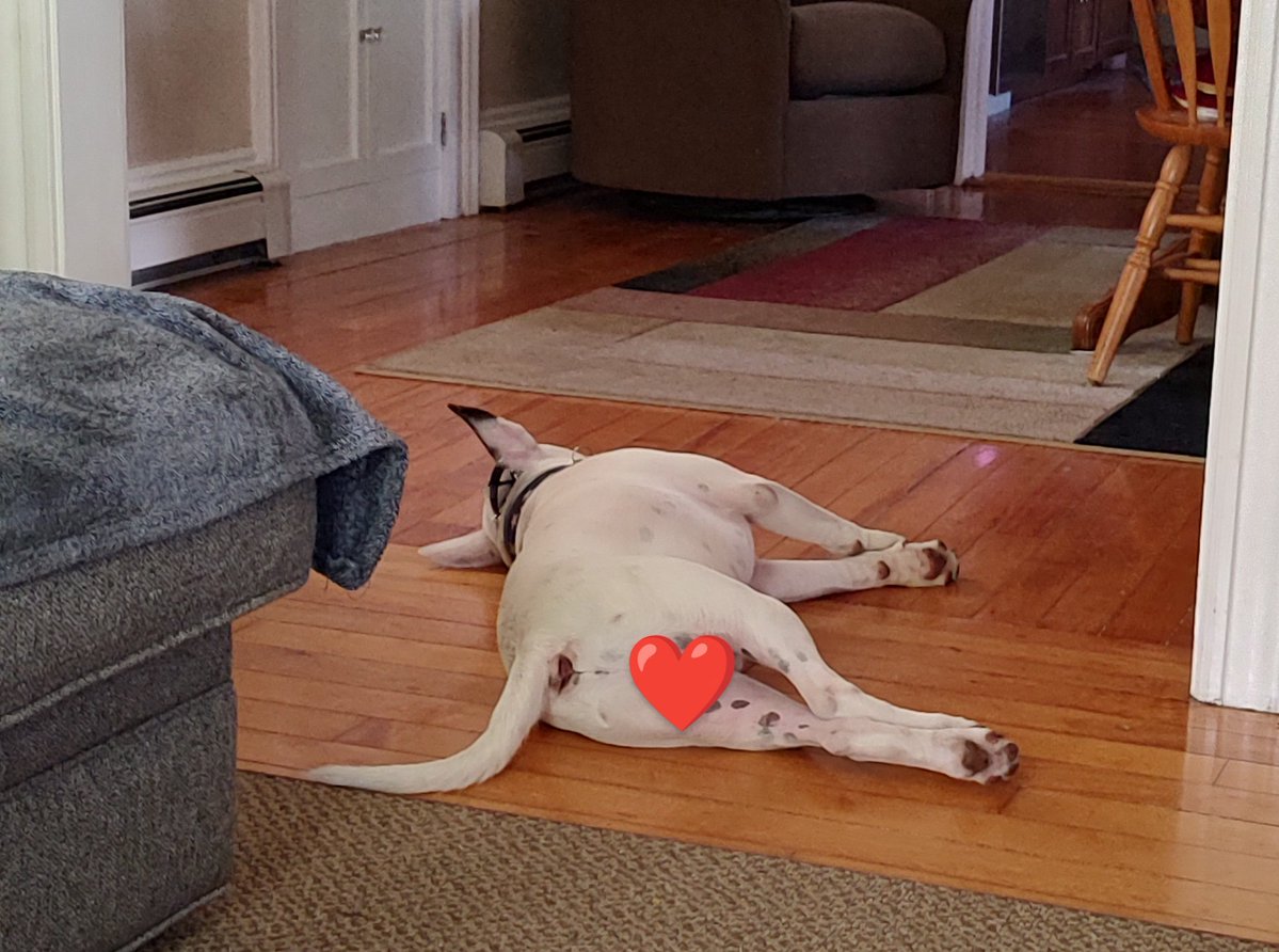 rexthetvterrier's tweet image. Goodnight everyone 💞. Dream of a better world ☮️. I know that's not easy right now. #Goodnighteveryone #KindnessMatters #WeMissYouRex #Dogs #LoveYouRex #SweetDreamsSpike