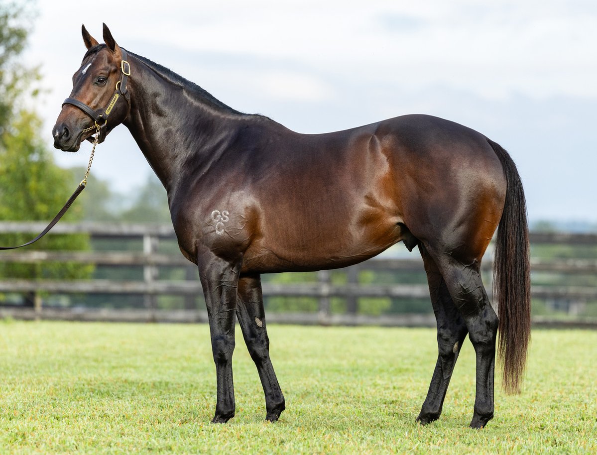 MonNeill's tweet image. A Picture🖼️ Is Worth A 1⃣0⃣0⃣0⃣ Words
'Type' sells in this current market 🌏
✅Looks 😎
✅Conformation 📏
✅Action 🏃♂️
✅Physicality 💪
✅Temperament
KING'S GAMBIT ♟️ @NewgateFarm has this in spades ♠️plus some ‼️
☎️Do yourself a real favor & go inspect him 👀