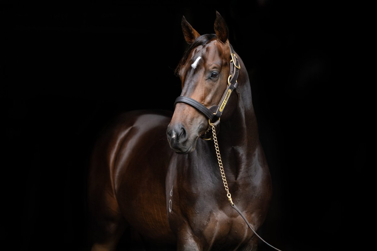 MonNeill's tweet image. A Picture🖼️ Is Worth A 1⃣0⃣0⃣0⃣ Words
'Type' sells in this current market 🌏
✅Looks 😎
✅Conformation 📏
✅Action 🏃♂️
✅Physicality 💪
✅Temperament
KING'S GAMBIT ♟️ @NewgateFarm has this in spades ♠️plus some ‼️
☎️Do yourself a real favor & go inspect him 👀