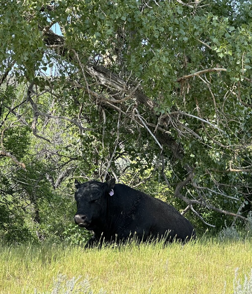 KsBru62's tweet image. I guess the big guy just needed a little alone time.😉🤣
Have a nice evening.😴💤♥️🇺🇸