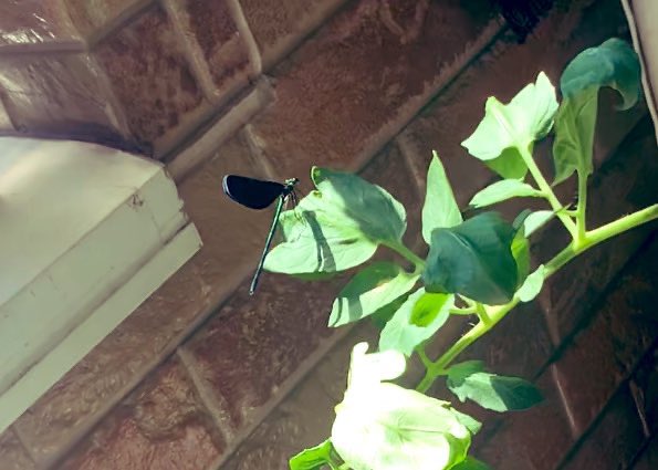 ベランダに変な虫が住みつくようになって調べたら、神様トンボって言われる縁起のよい虫だったらしい。
追いかけてくるし、追い払っても戻ってくるからほんとムカついてたんだけど。
マジでぶっころさなくて良かった😅