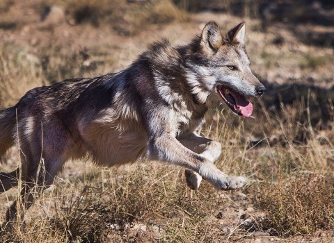 Thirty-six conservation groups representing millions of  members &amp; supporters from across the US sent a formal letter to the USDI &amp; USFW requesting immediate release of Mexican gray wolf Asha, her mate, &amp; their 5 pups. The wolf family was slated to be released on the Ladder Ranch