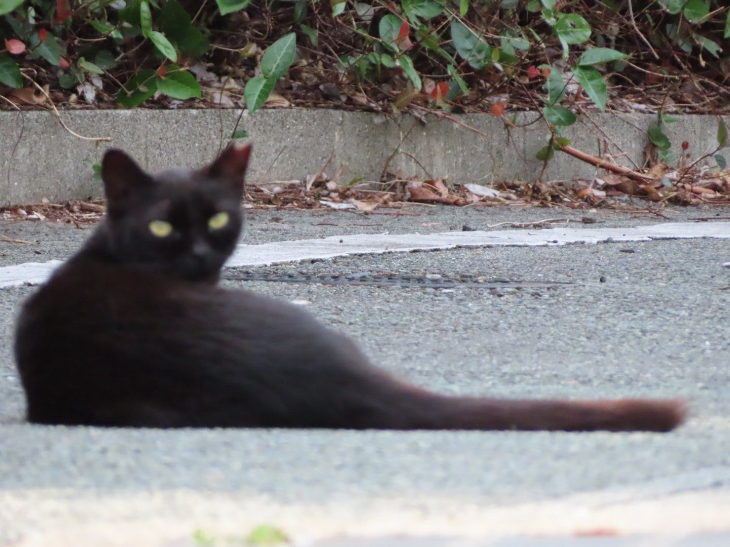 ねこ ネコセカイ 公式オンラインショップ / 接触冷感キャットスクエア