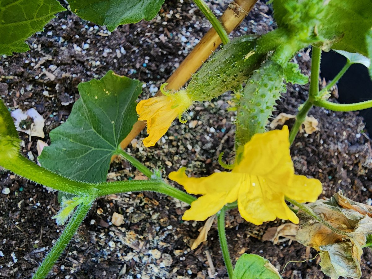 kathleengorma13's tweet photo. Things are coming along in the #garden
#flowers #cukes #apples #nature https://t.co/UCYX82sdkb