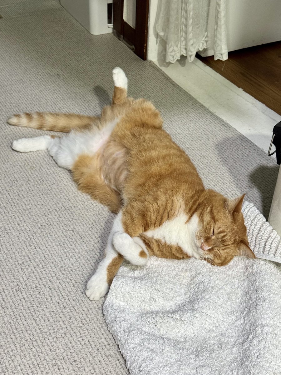 roastingmelo's tweet image. 아침 꼬맹이, 저 발매트만 깔아두면 꼬맹이가 뒤집어 놓음