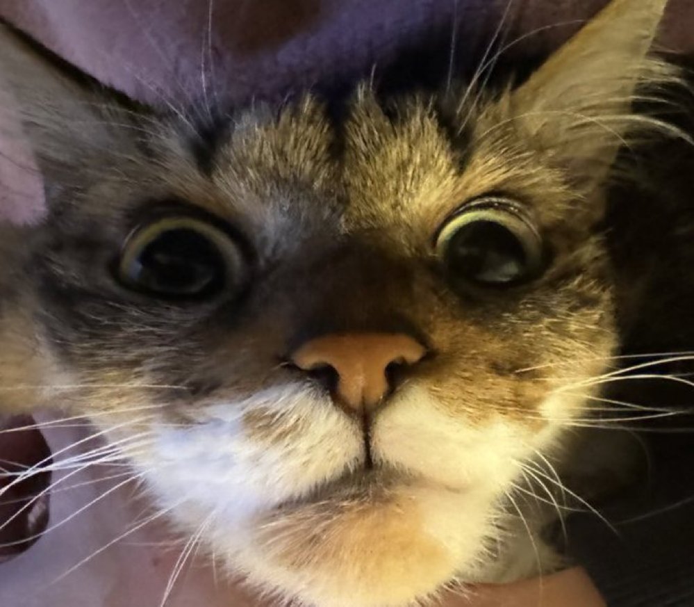 夢に出てくるホラー猫🐈