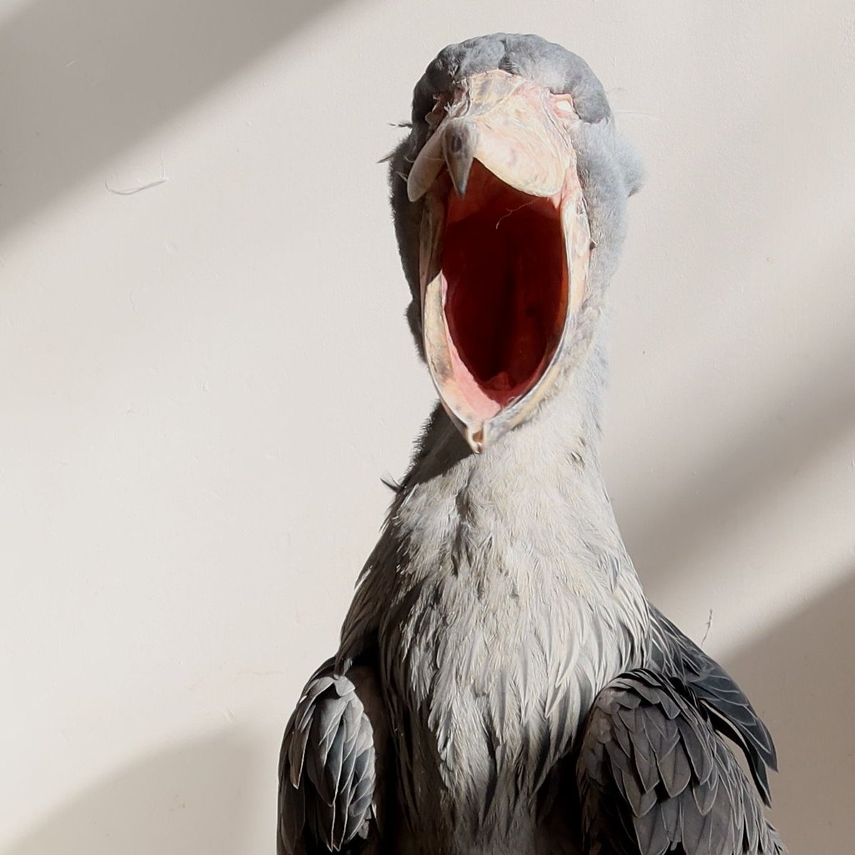 あごが外れそうなほどの、がーん😱

#これもあくび中です　#過去写真
#ハシビロコウ　#フドウ