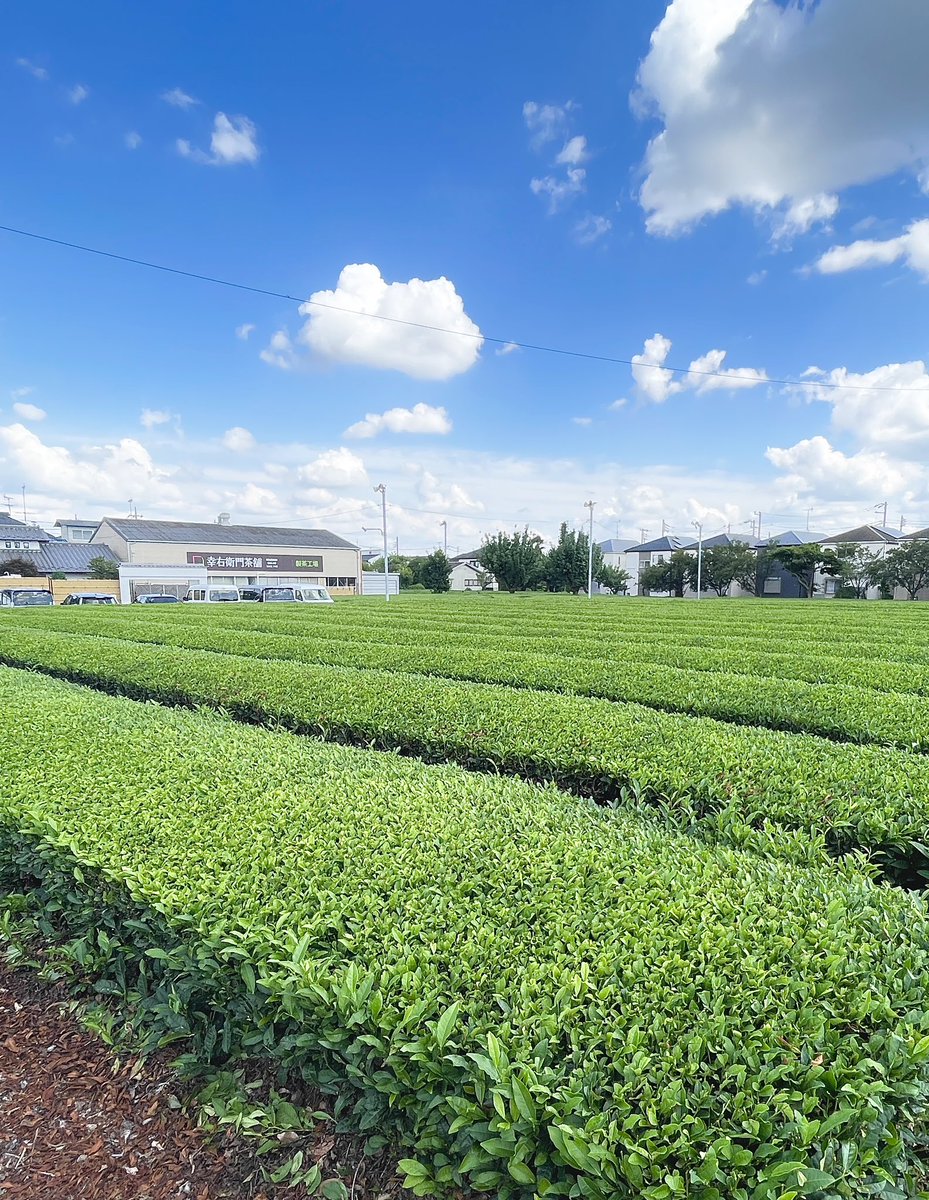 Japanese tea fields and summer sky.
The good smell of tea leaves is gently fragrant🍃