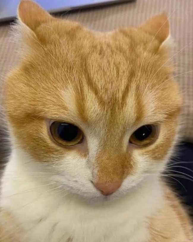 แมวจ้มขี้อาย