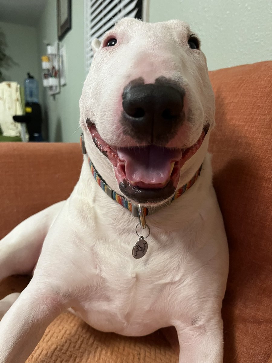 PupperNelson's tweet image. Thank you for all the birthday wishes. I had a good day being eight.