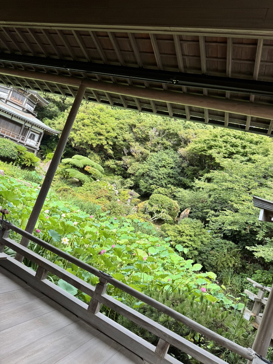 先日の鎌倉 光明寺にて！！
蓮がめちゃくちゃ咲いてました🪷

次回のフリーライブは8/4(月)15:00から！
どなたでもお越しいただけます✨

鎌倉駅か逗子・葉山駅から
バスで光明寺で降りてすぐです🚌

目の前には海岸も広がっててます🌊