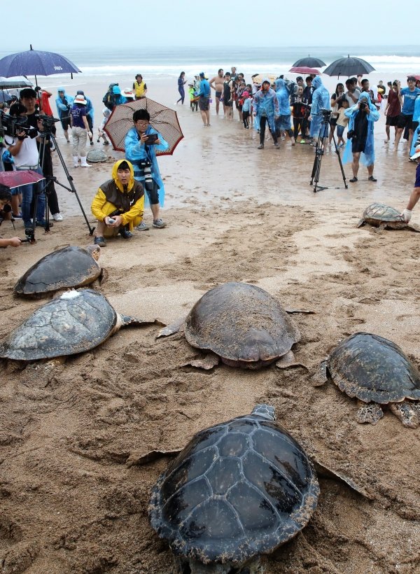 제주 중문해수욕장은 1999년부터 2007년까지 총 4차례 바다거북의 산란이 확인된 국내 유일의 바다거북 산란지였다. 하지만 현재는 버려졌는데 가장 큰 이유는 해수욕장을 찾는 사람들의 증가. 더워지는 날씨에 빨라지는 해수욕장 개장 시기등 때문. 매년 바다거북을 인공방류중이지만 글쎄?