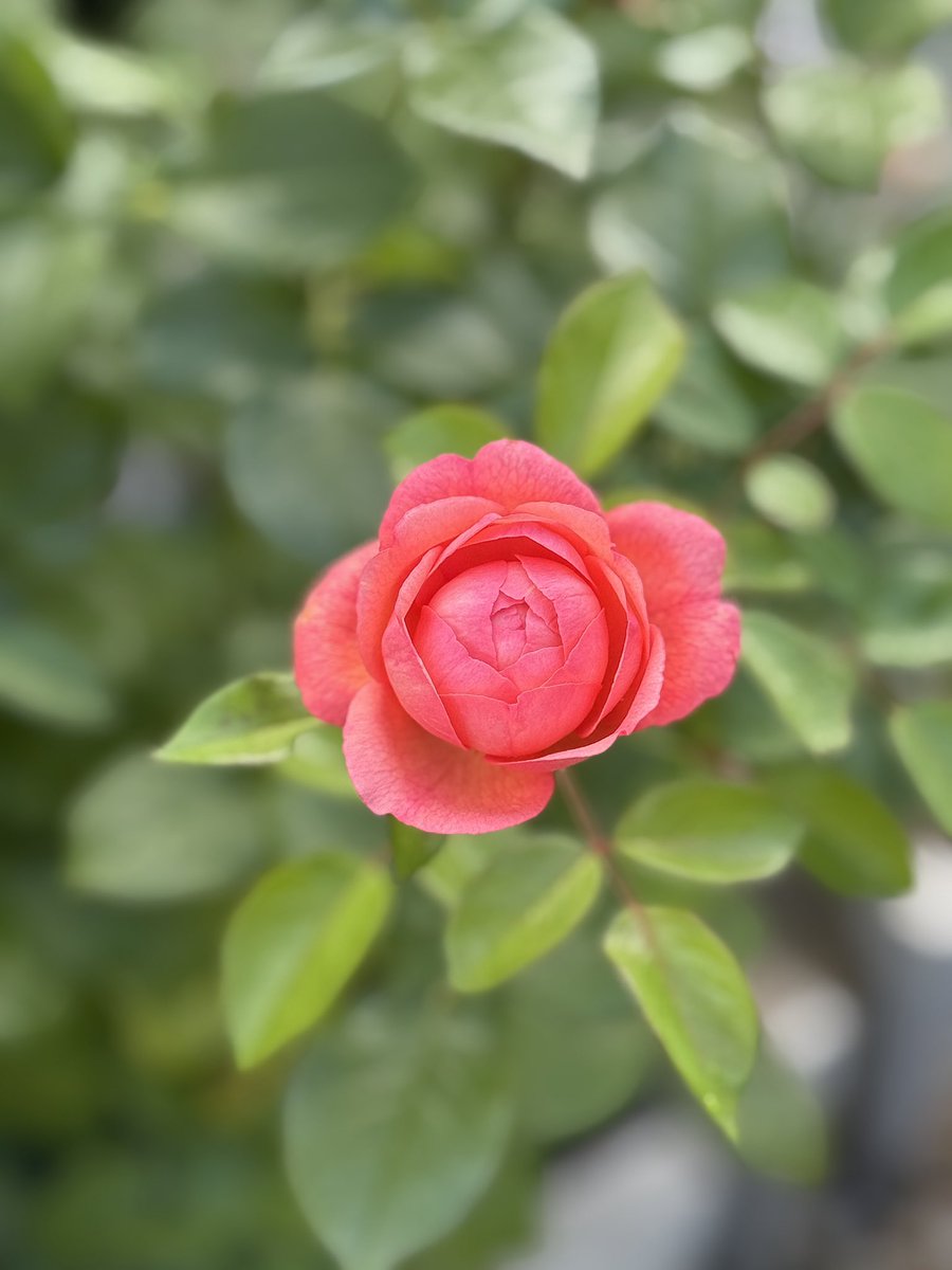 PlumRose17's tweet image. 小さくて可愛い、クードゥークールとロビン^_^
北陸に雨が降らないから、いつも乾き気味。
先日は、漸く降ったものの、量が足りなくて、花が乾燥してしまいました💦
#バラ
#ガーデニング
#クードゥークール
#ロビン
