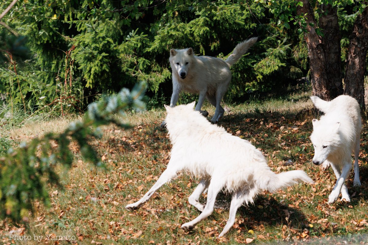 最終お値下げ　シュタイフ　ホッキョクオオカミ シュタイフの値下げアイテム | フリマアプリ ラクマ - 37ページ目