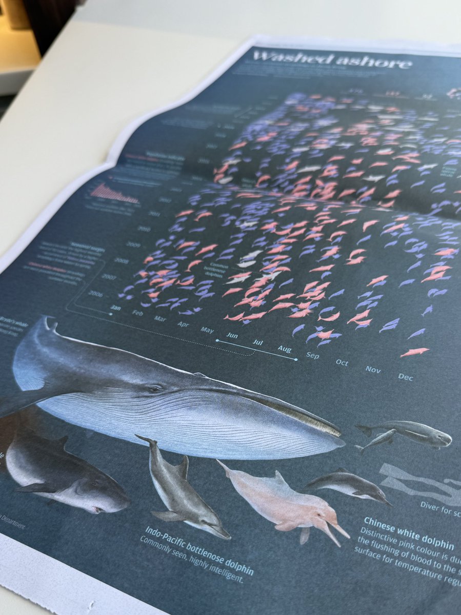 dapihes's tweet image. Let’s take a swim with every Chinese white dolphins and other marine mammals ever stranded in Hong Kong in the last two decades 🐬

Published on SCMP print and online