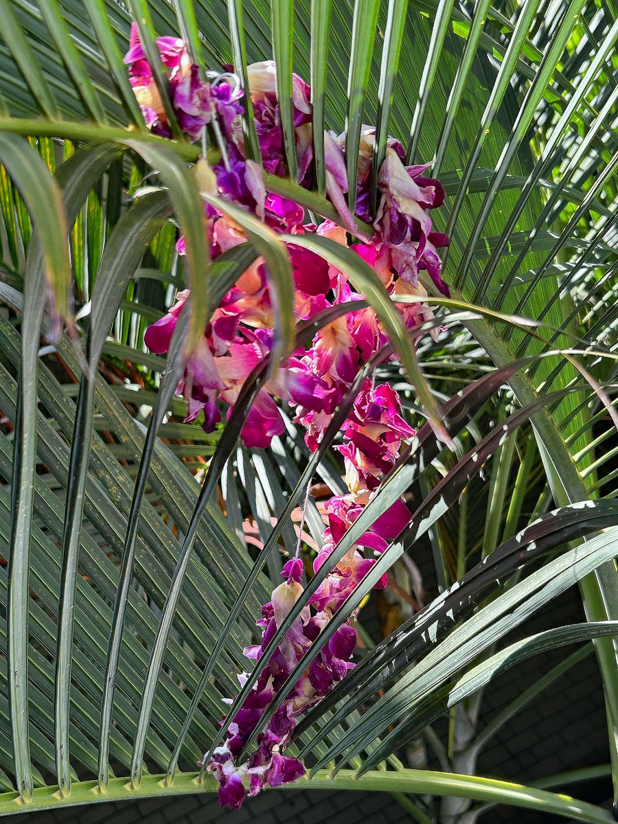 joeyartist's tweet image. I wonder what the story of this lei that was tossed in the palm branches is.