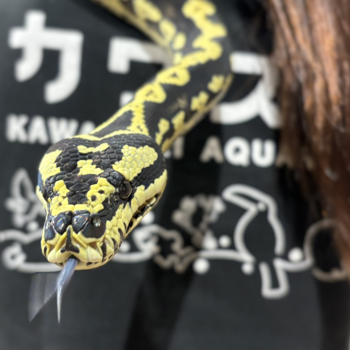 kawasui_aqua's tweet image. 🐍今日は7月16日、#世界ヘビの日🐍
【What’s World Snake Day?】
ヘビの魅力や生態を知ってもらうための啓発デーです✨
🧐実はヘビには耳がありませんが、下顎の骨や筋肉を通じて地面の振動を感知して、周囲の様子を探っているんですよ!…