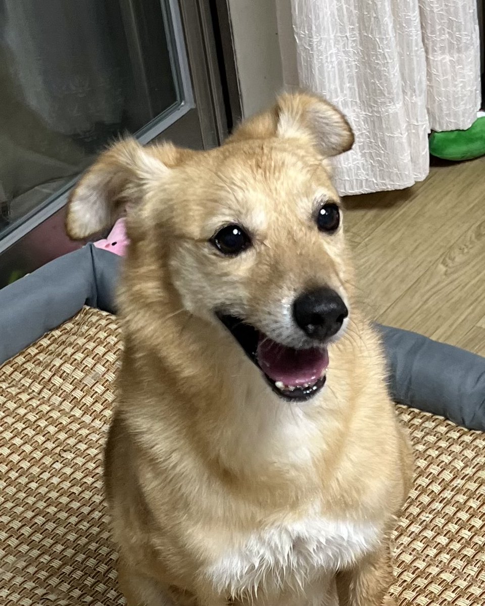 천둥소리 듣고 무서워서 갈매기 귀 됨 ㅜㅜㅋㅋㅋㅋㅋ 이렇게 무서워하는데 스트릿 생활 어찌 했을까