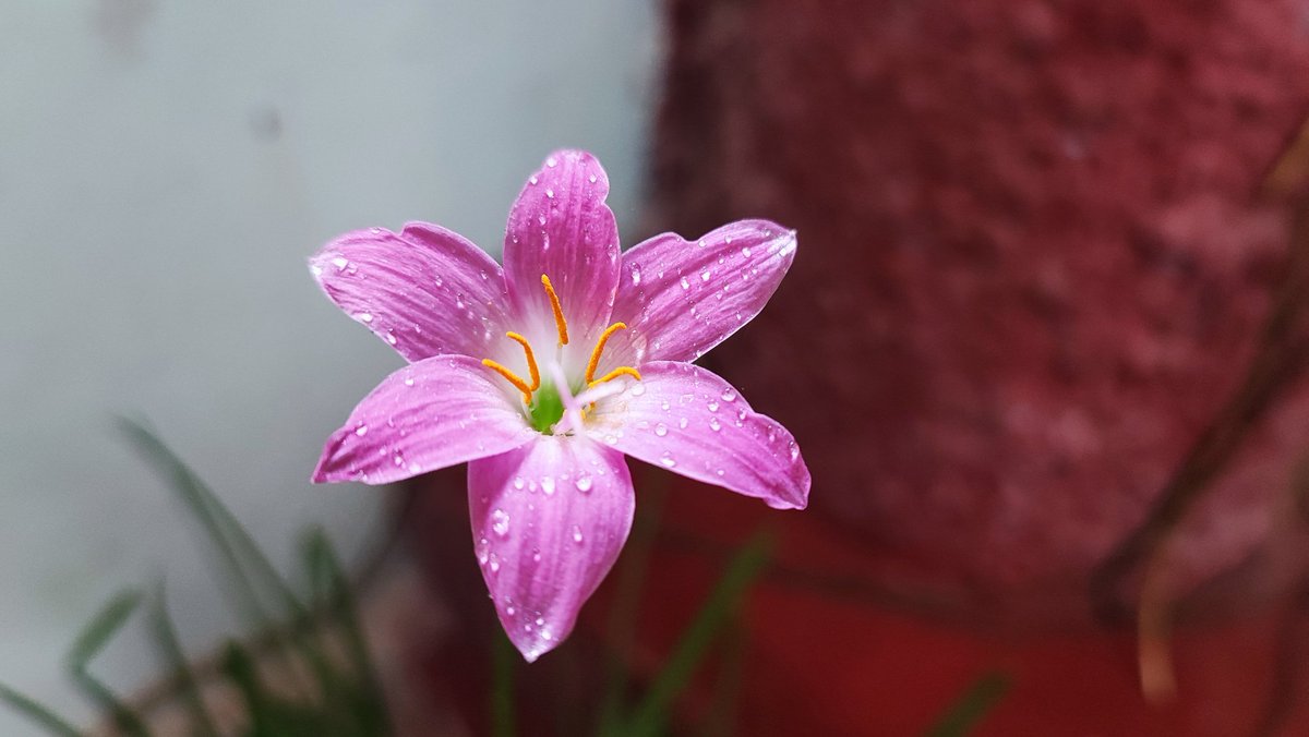 Bhangui's tweet image. #rain lily pink