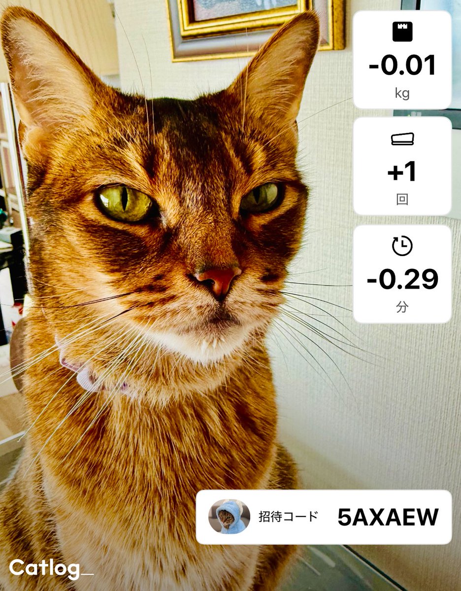 Catlog（キャトログ） (@Catlog_RABO) / X