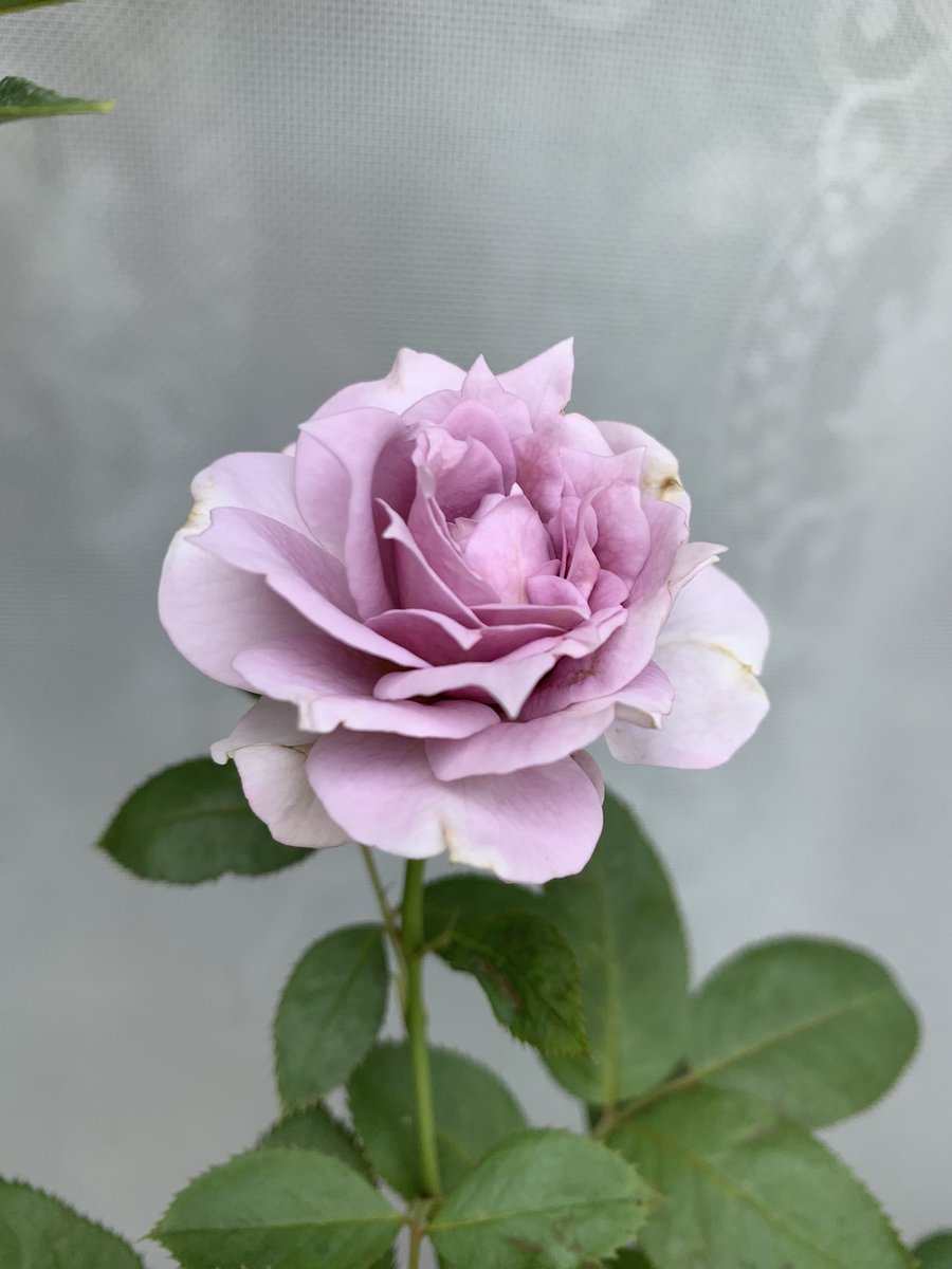 ひろココさま専用 バラ苗6品 ひろココさま専用 バラ苗6品