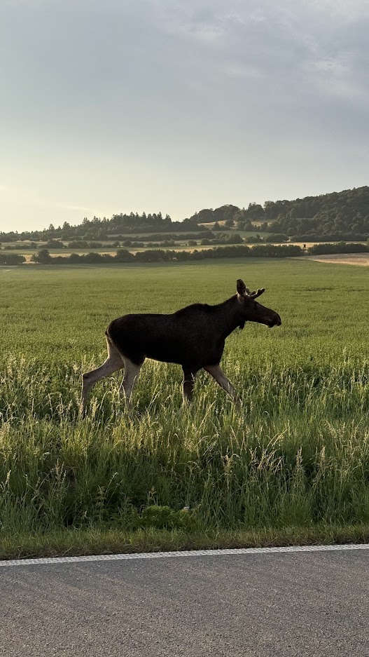 iRozhlasJVM's tweet photo. Fotky losa u Javorníku na Hodonínsku z dnešního rána. nafotili je majitelé Kománkova mlýna. Losa už při jeho putování lidé viděli asi na šestnácti místech na severu a východě Moravy, dnes ráno se poprvé objevil na jihu Moravy v podhůří Bílých Karpat. @iROZHLAScz https://t.co/WK7lI4Zfuv