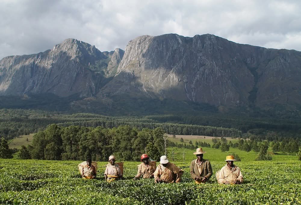 Mulanjefestival's tweet photo. 📍After 25 years, Mulanje Mountain is now officially a UNESCO World Heritage Site! 🌍🏔️

We celebrate this milestone as a win for Malawi, nature, culture, and youth innovation.

#MulanjeMountain #UNESCO #WorldHeritage #PeaksAndRhythms #MalawiPride https://t.co/YJCtZDJZoj