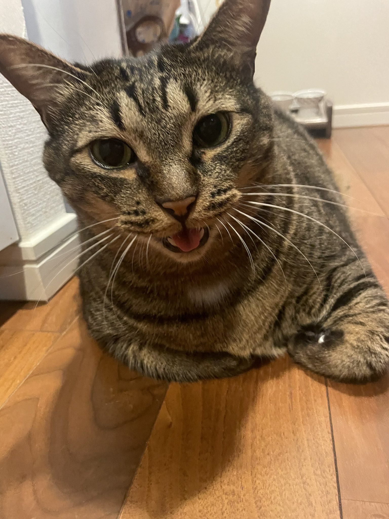 月猫ページ Amazon.co.jp: MYZOO LUNA キャットステップ パイン材 キャット