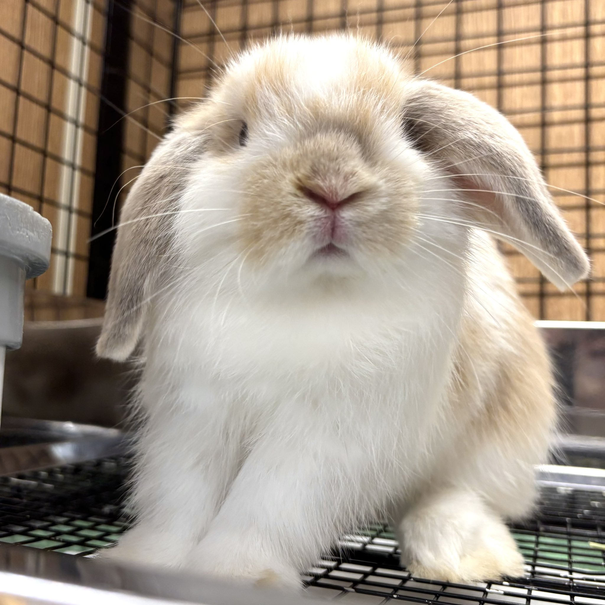 うさこ様 マルカン CASA セレクトケージRabbit 80（T1） （NK）【お