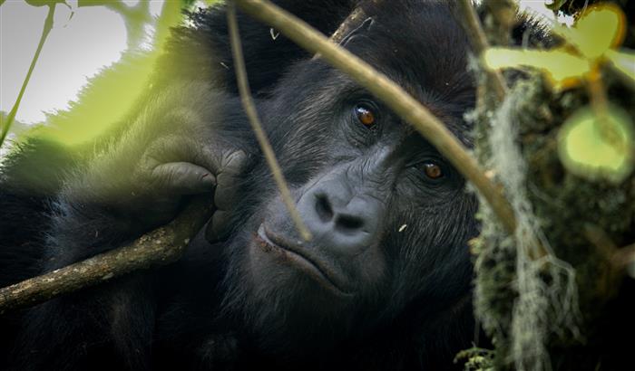 Recently, while the internet was debating whether 100 Men could take on One Gorilla, we were busy working to secure the protection and safety of wild gorillas amid the deadly conflict in eastern Congo. Read more on our website gorillas.org/100-men-vs-one…