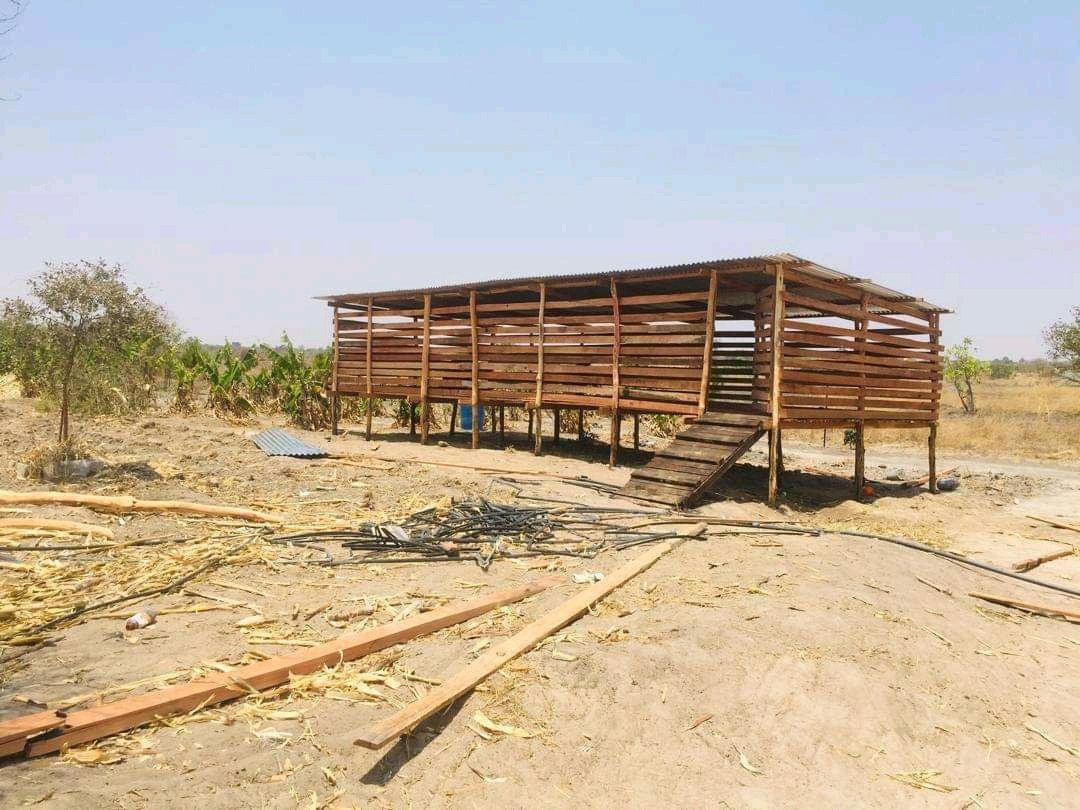 Starting small with a low-cost goat farmhouse structure that can accommodate at least 50 goats. Save this for future use!