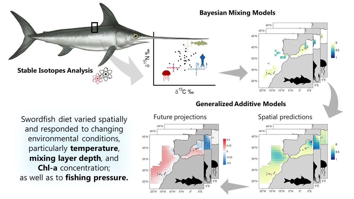 iMARES_group's tweet image. 🌍 How do climate change and fishing shape the feeding habits of swordfish?
A new study reveals how environmental and human factors influence the diet of swordfish in the Mediterranean and nearby Atlantic
🐠Read more 👉 doi.org/10.1111/1365-2…
@ICMCSIC
@ElenaFCorr