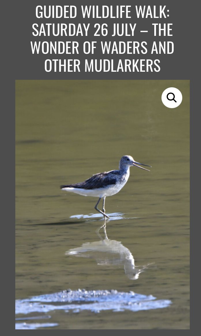 DavidWalsh22's tweet image. Enjoyed a day up the coast yesterday and we found 16 species of wader, which prompts me to say that spaces are still available on the next adventure from The Froize at Chillesford on Saturday week - see froize.co.uk/product/guided…