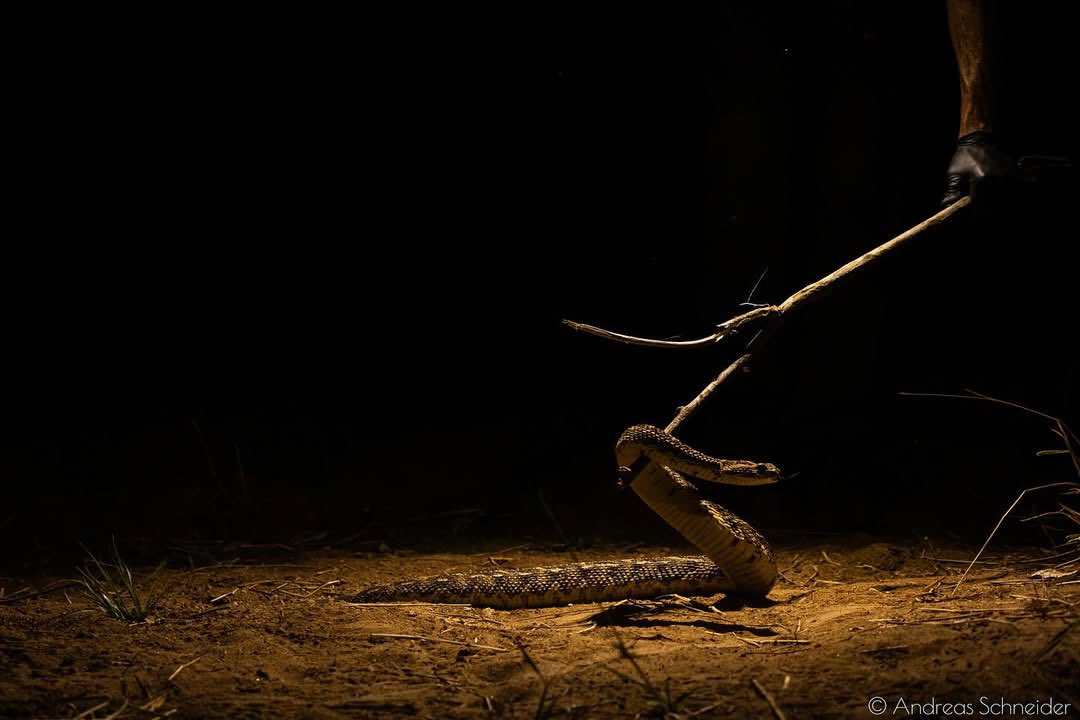 karatungatours's tweet image. It’s International Snake Day! 🐍
This is the puff adder—Africa’s most dangerous snake.
Spotted in Kidepo Valley by @faunaforever with collaboration with @karatungatours during a biodiversity survey.
Respect the wild. 🌍

#InternationalSnakeDay #PuffAdder #Kidepo #WildKaramoja