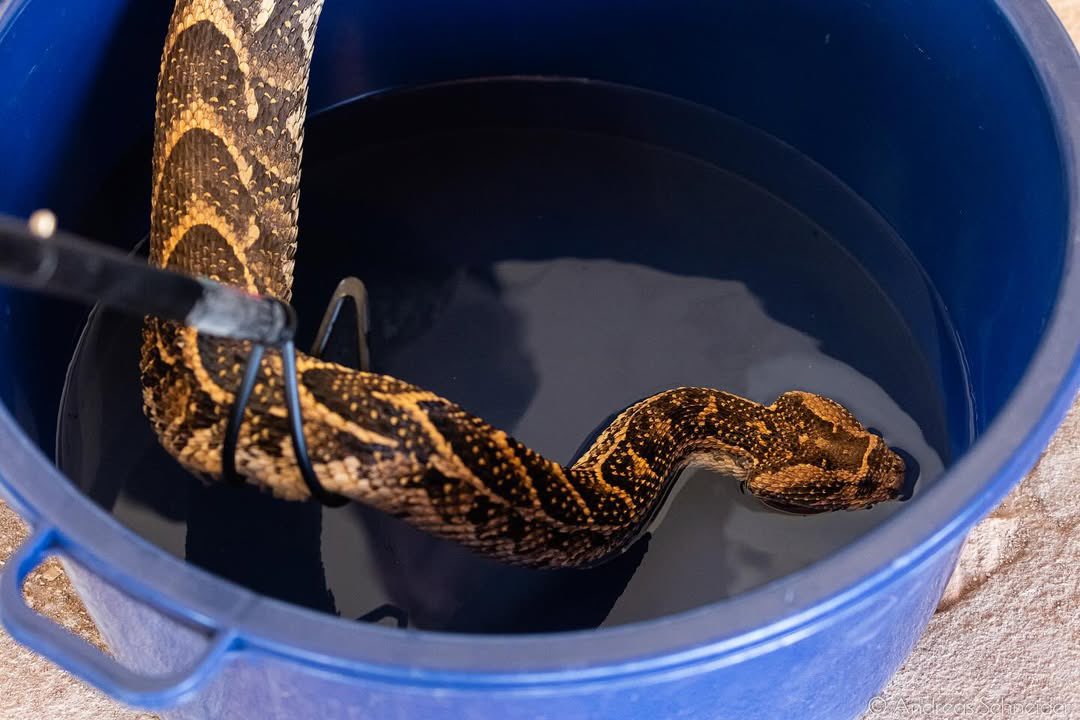 karatungatours's tweet image. It’s International Snake Day! 🐍
This is the puff adder—Africa’s most dangerous snake.
Spotted in Kidepo Valley by @faunaforever with collaboration with @karatungatours during a biodiversity survey.
Respect the wild. 🌍

#InternationalSnakeDay #PuffAdder #Kidepo #WildKaramoja