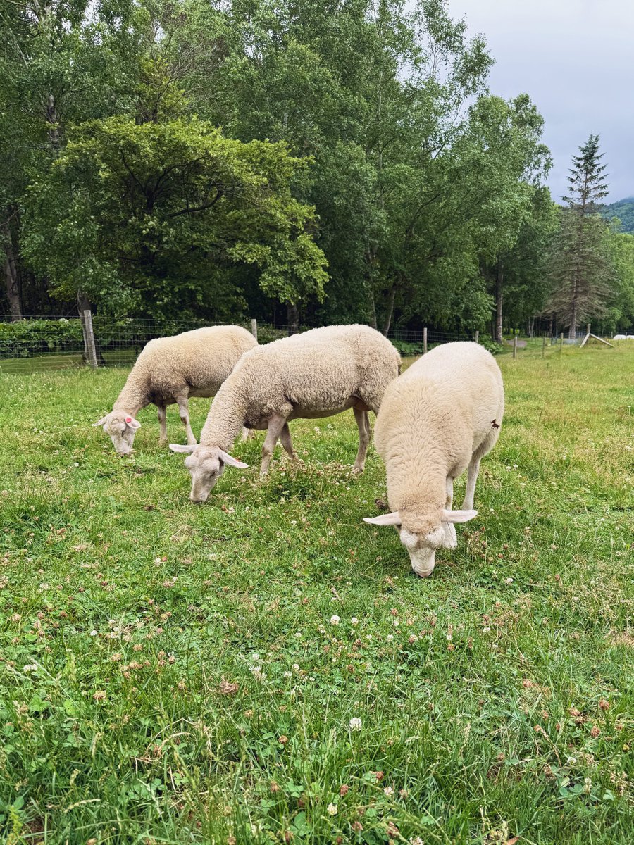 Alma_visited's tweet image. 敷地内に動物達がいっぱいいて癒されました