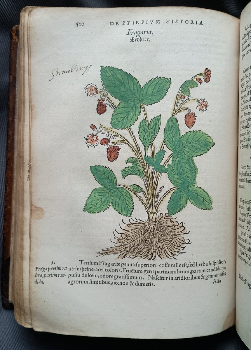 MarshsLibrary's tweet image. Wild strawberries on a beautiful summer's day!
From Hieronymus Bock's 1552 herbal.