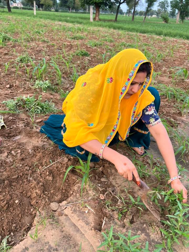 खेतो में