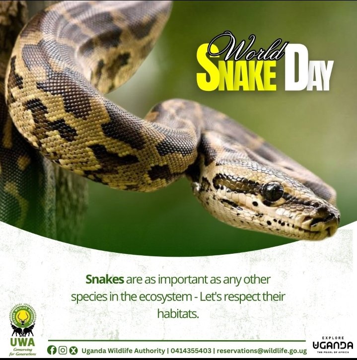 TimoGodsgiven's tweet image. Snakes are not our enemies." Lango Land, nestled in northern Uganda, is a region of stunning natural beauty and rich biodiversity. Among the varied wildlife that inhabit this landscape are snakes, fascinating creatures that play a vital role in the ecosystem
#WorldSnakeDay
#UWA