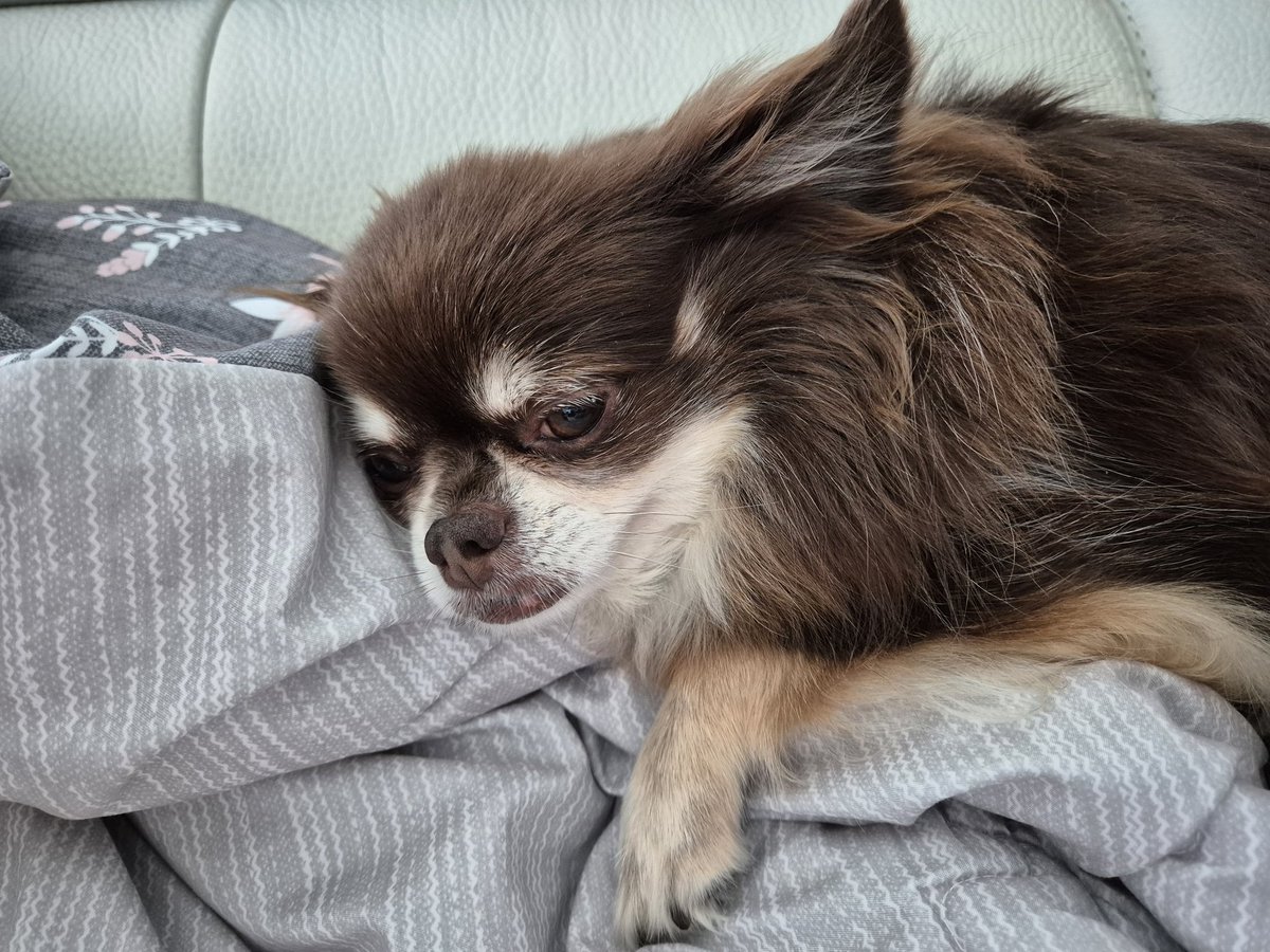 17kkami17's tweet photo. #chihuahua #kkami #dog https://t.co/VwSbjTdnxR