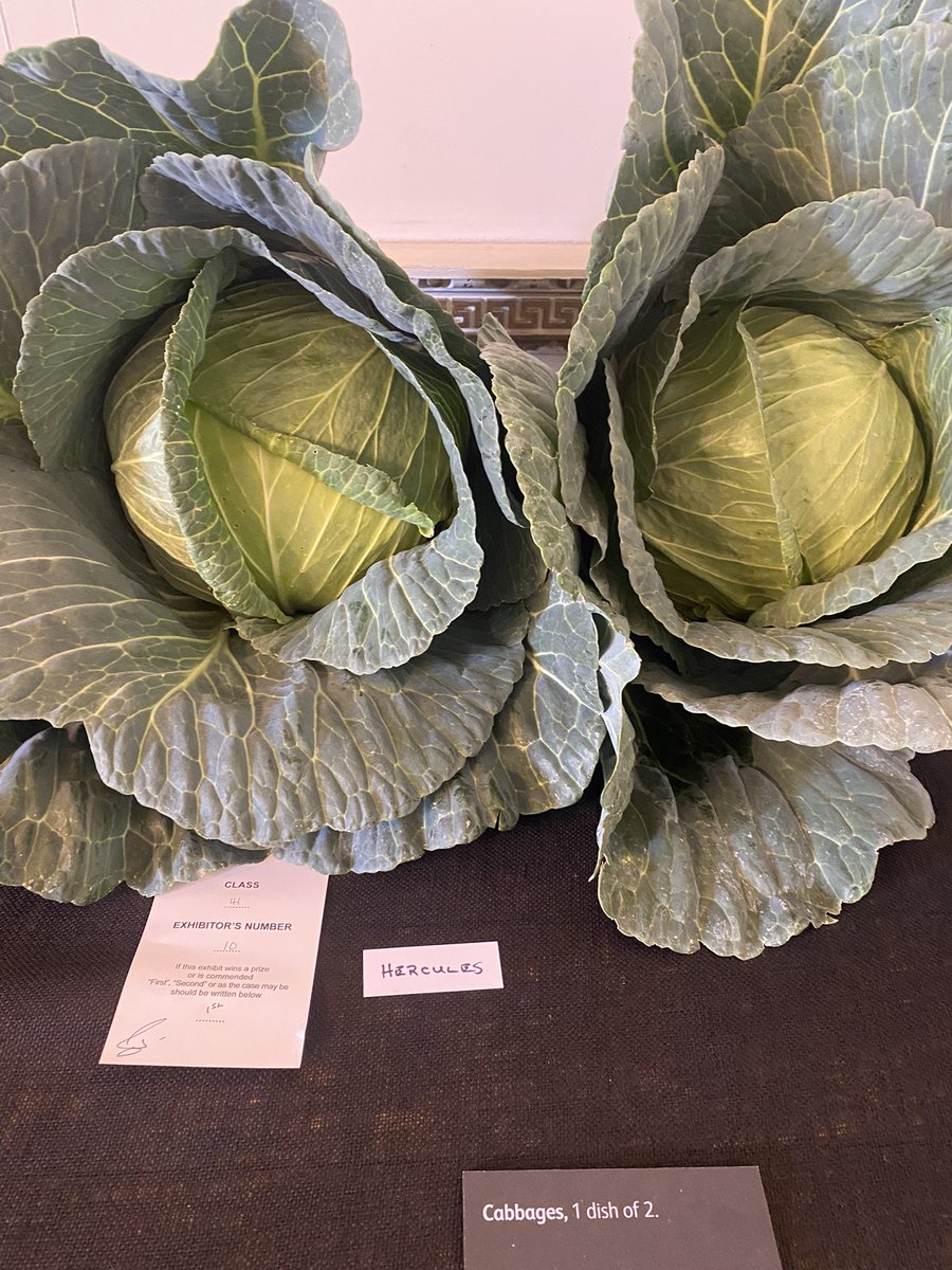 medwynsofangles's tweet image. Some of the vegetables on display with the beautiful pair of cabbage taking the Best Dish in the vegetable section. The variety was Hercules.