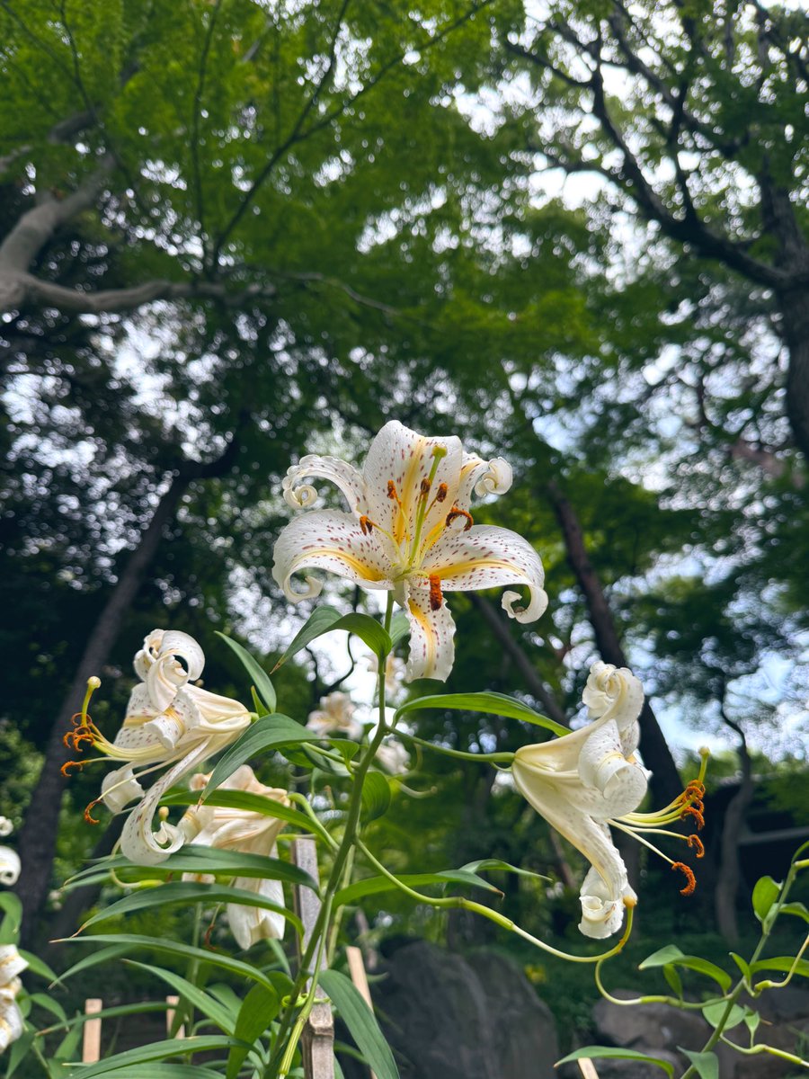 サト(satoosato) on X